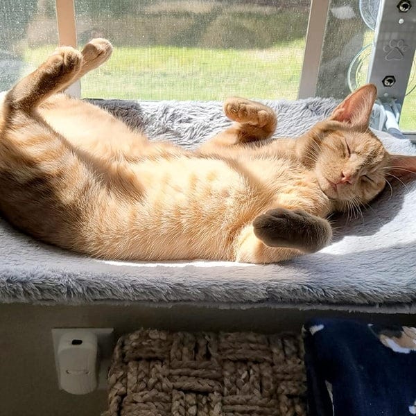 Cat window Hammock