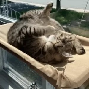 a cat on a hammock